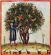 Iraq / Italy: Picking pomegranates. Illustration from Ibn Butlan's Taqwim al-sihhah or 'Maintenance of Health' (Baghdad, 11th century) published in Italy as the Tacuinum Sanitatis in the 14th century